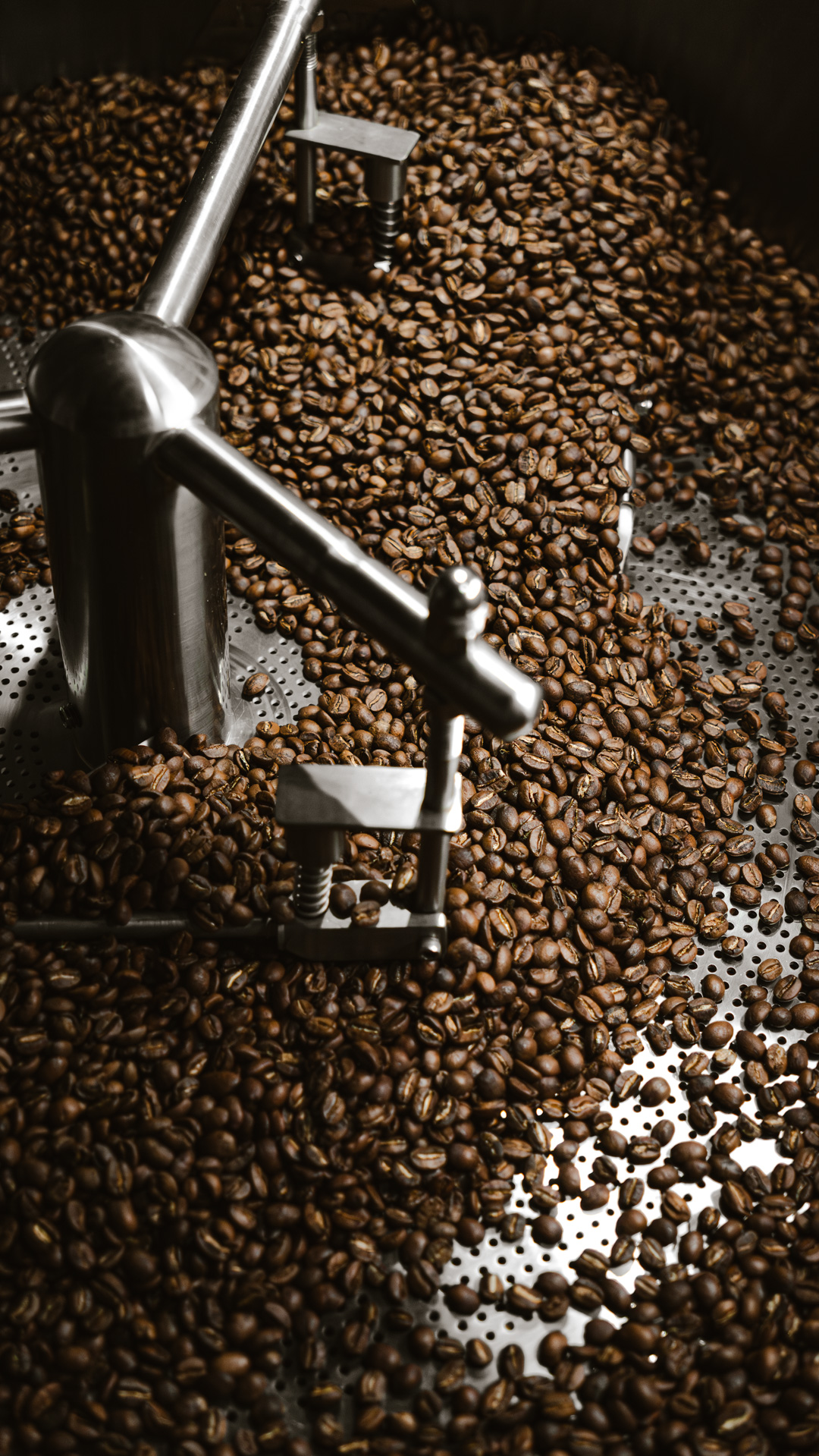 Granos de café tostados en la tolva, listos para empacar